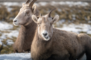 Female ewe bighorn sheep relaxing in the wild, in Radium Hot Springs British Columbia. Sheep is eating and chewing