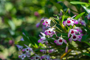 Treetop with white and purple flowers. Beautiful bottom view in the background. 