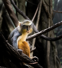 Juvenile Wolf's Monkey at Bronx Zoo