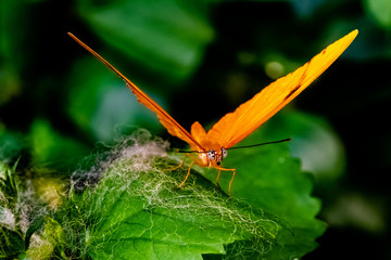 Julia Heliconian Butterfly
