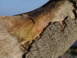 Baumrinde vom Baumstamm abgebröckelt