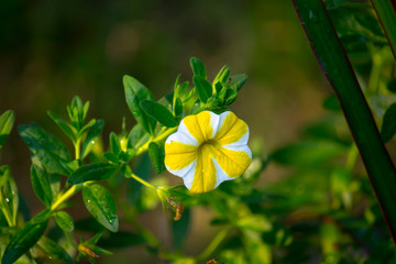 Yellow Flower in Grass