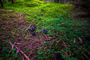 Obraz premium Mystic forest