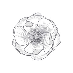 Abstract floral background. Vector flower rose. Element for design.