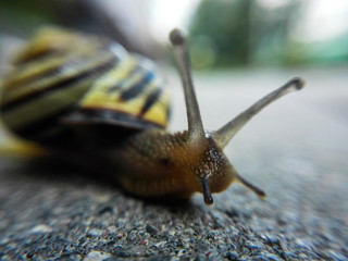 Snail close-up macro