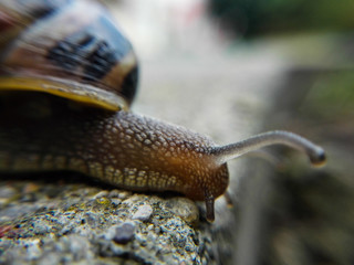 Snail close-up macro
