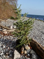 Tanne am Strand von Rügen