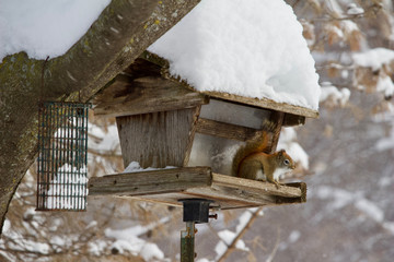 A red squirrel sits on a rustic bird feeder in a winter snow storm