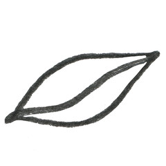 Line art of hand-drawn flora on the white isolated background. Flower pencil sketch.