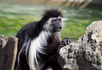 Black White Monkey Rocks Water