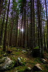 Mystic forest