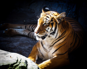 Asian Bengal Tiger Lying in Rocks