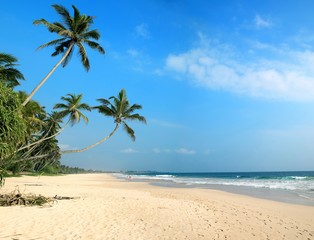 tropical beach with palm trees Sri Lanka 