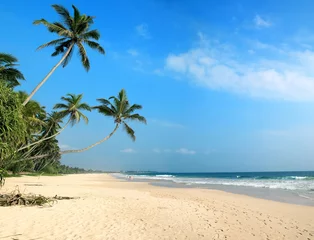 Fototapete tropischer Strand mit Palmen Sri Lanka © Chouk