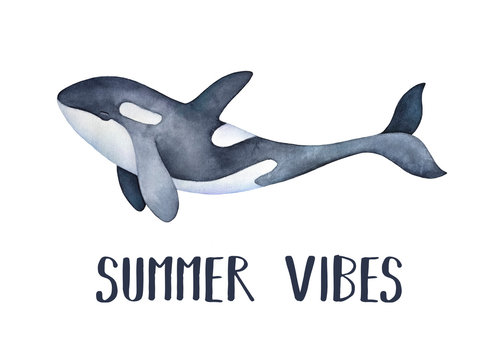 Delightful black and white ocean orca whale character and inspirational phrase "Summer Vibes". Hand painted water color drawing, monochrome sketch for prints, banners, postcards, labels, templates.