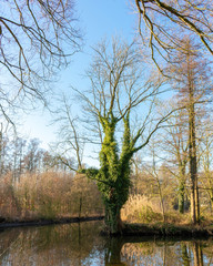 Kurios aussehender Baum an einer Flussgabelung. Standort: Deutschland, Nordrhein-Westfalen, Hoxfeld