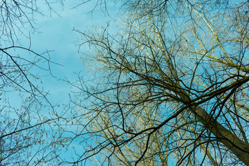 Baumkrone von unten bei blauem Himmel im Winter. Standort: Deutschland, Nordrhein-Westfalen, Borken