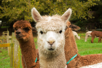 Alpaca