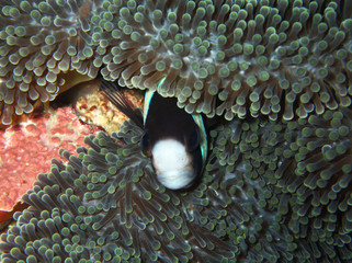 The beauty of underwater world diving in Sabah, Borneo.
