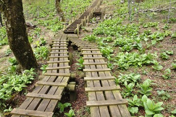 丹沢の道 春の天王寺尾根