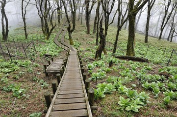 丹沢の道 春の天王寺尾根