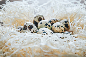 Quail egg in the nest. wood wool nest 