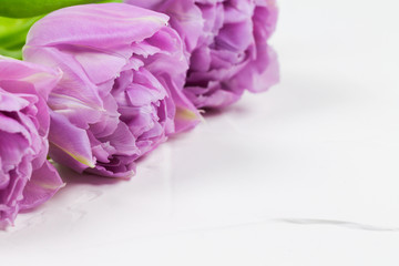 The spring background with purple tulips on a white background.