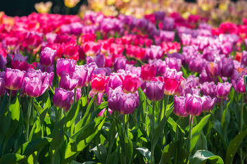 Fototapeta premium colorful tulips garden in spring