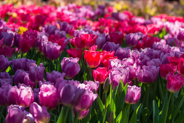 colorful tulips garden in spring