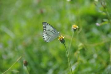 Butterfly in flower garden