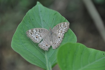 Butterfly in flower garden