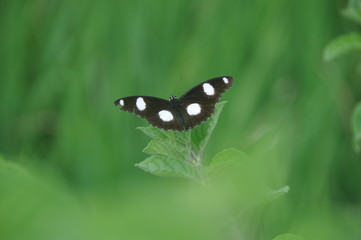 Butterfly in flower garden