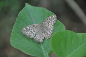 Butterfly in flower garden