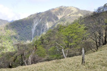 新緑の頃の不動ノ峰