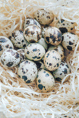 Quail egg in the nest