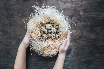 Quail egg in the nest. Children's hands embrace a nest with eggs