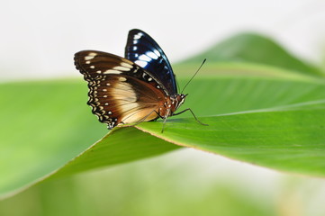 Fototapeta na wymiar Butterfly in flower garden