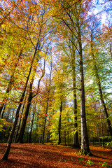 Obraz premium Autumn landscape in Sarmisetegusa old ruins, Romania