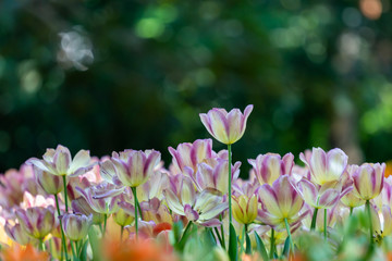 colorful tulips garden in spring