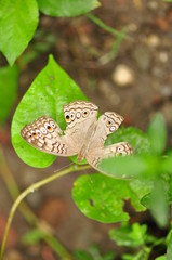 Butterfly in flower garden
