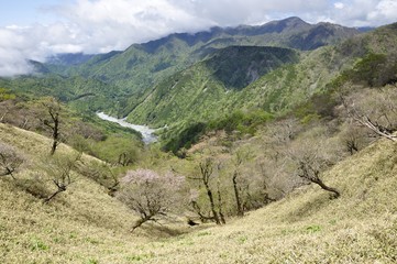 Naklejka premium 新緑と桜咲く丹沢山地