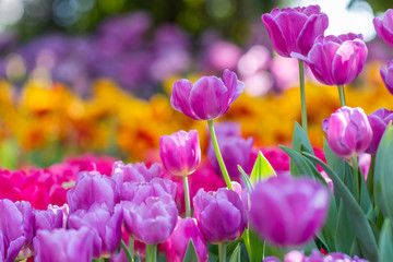 Obraz premium colorful tulips garden in spring