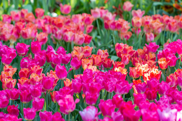 Obraz na płótnie Canvas colorful tulips garden in spring