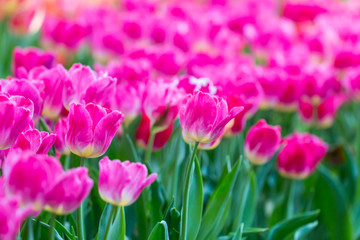 colorful tulips garden in spring