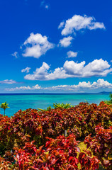 沖縄の海