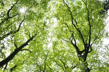 森の新緑広がる