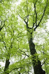 森の新緑広がる