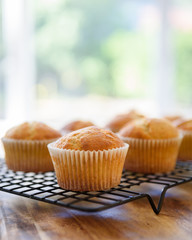Undecorated plain cupcakes cooling on wire cake rack, selective focus