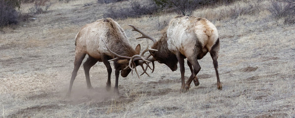 Two bull elk battle in the high Rockies of Colorado