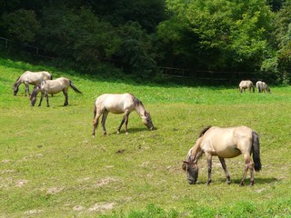 HORSES ON PASTURE